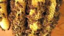 【ニホンミツバチ教材動画 2】女王蜂