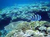 Snorkeling the Great Barrier Reef with Reef Magic