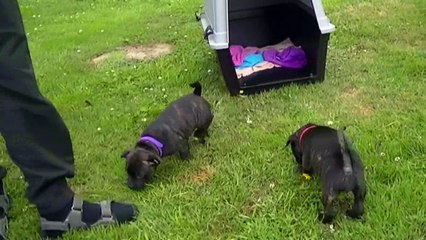 105ème vidéo Au retour de chez le vétérinaire avec la 20ème portée de Staffordland 1.2