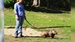 Australian zoo walks wombats on leashes to help them lose weight
