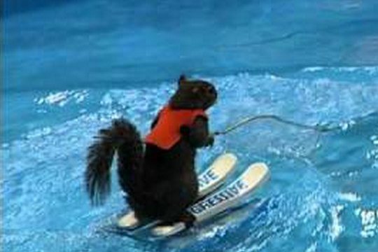 Twiggy The Waterskiing Squirrel - GoPro Video Commercial
