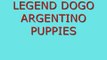 Dogo Argentino, Dogo Argetino puppies, WWW.LEGENDDOGOS.COM