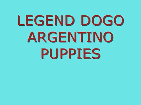 Dogo Argentino, Dogo Argetino puppies, WWW.LEGENDDOGOS.COM