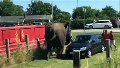 YouTube: Elefante fue golpeado por trabajador de circo y se desquitó con un auto