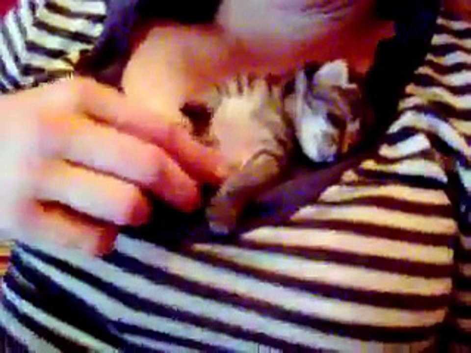 Amazing newborn kitten