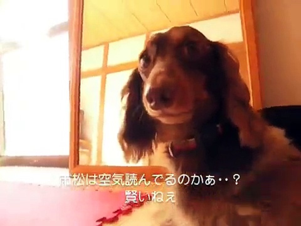葉山のドッグホテル DOG-1ドッグワンで出会ったダックスの市松