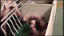 Sala de maternidad en granja de cerdos EUROGAN / Farrowing house (Pig farm)
