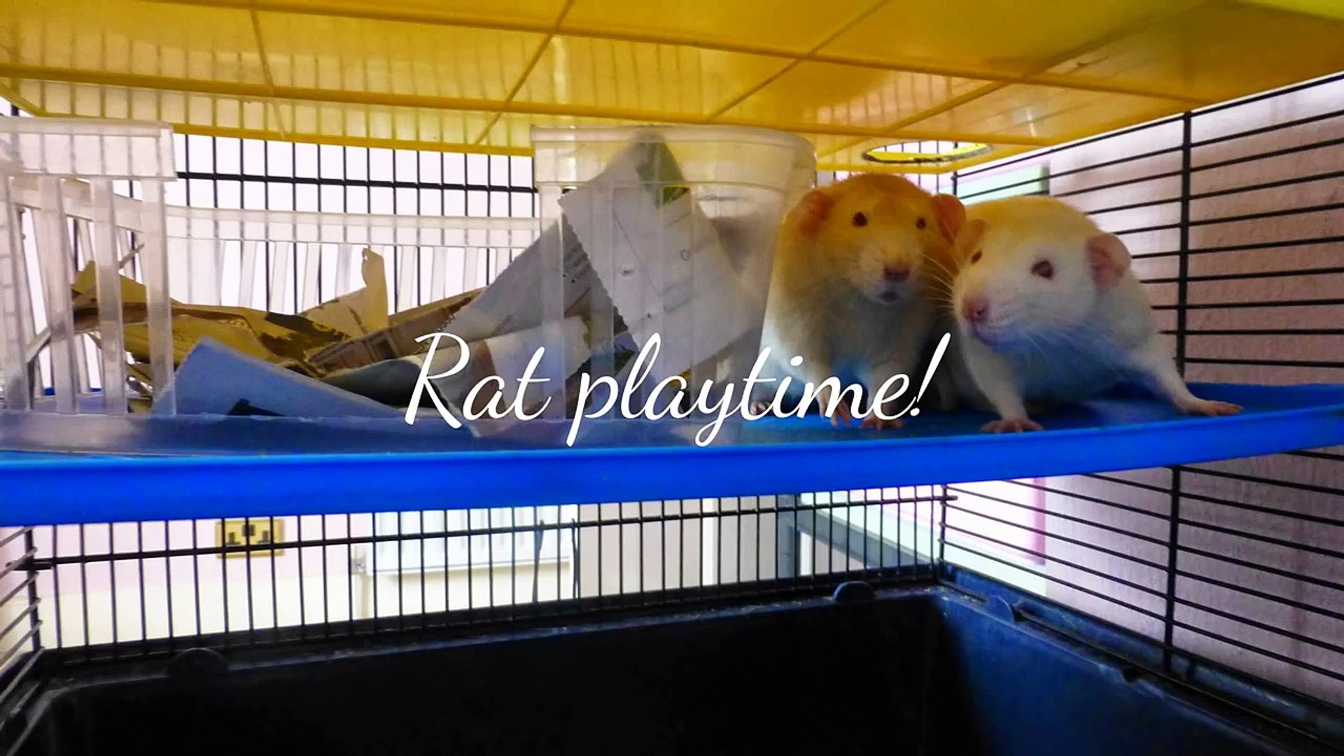 Rat playtime!