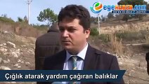 Çığlık Atarak Yardım Çağıran Balıklar