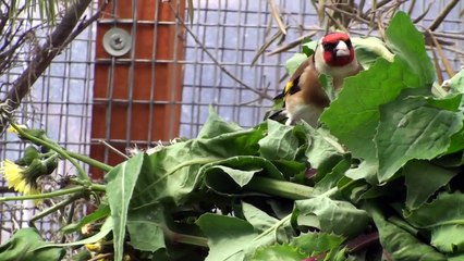 Καρδερίνες σε ζοχό (3/3/2013) - Carduelis Balcanica in Sonchus oleraceus