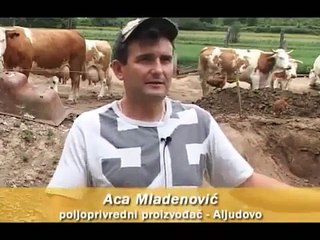 Peternakan Sapi Potong Sederhana