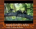 Kapuzineraffen Affen Tiere Animals Natur SelMcKenzie Selzer-McKenzie