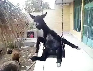 donkey funny video