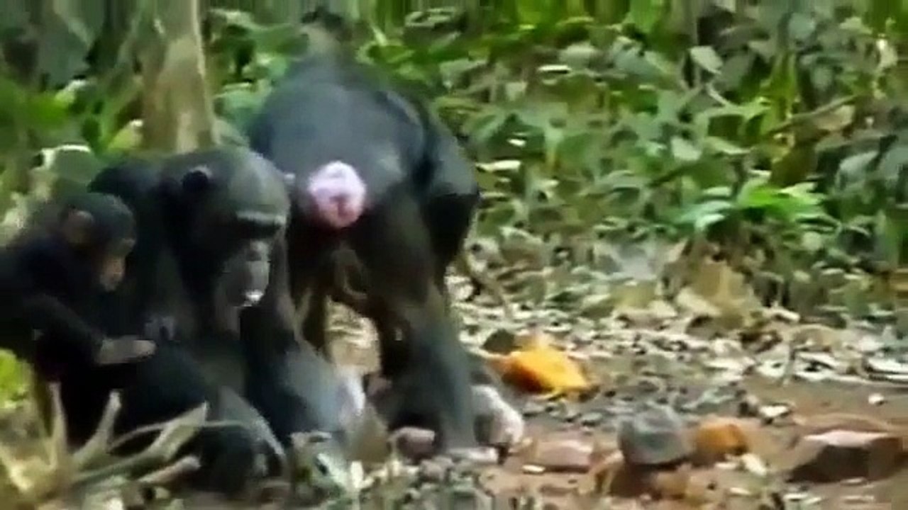NOVA APE GENIUS Discovery Animals Documentary 360p