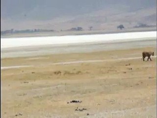 Lions stalking a warthog