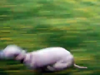 Whippet running  at speed close up