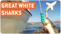 Great White Shark Breaches | I Soiled My Breaches
