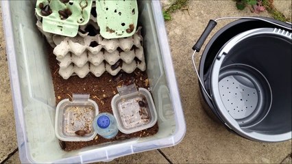 Cleaning my Dubia Cockroaches