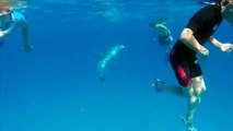 Dolphin Says Hi to Snorkeler | Dolphin Whisperer