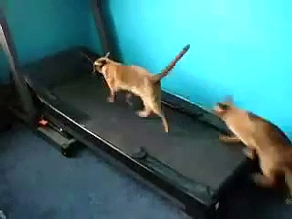 Коты на Беговой дорожке))