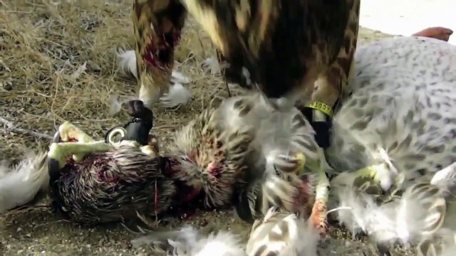 RABID DOG ATTACKS A 6 YEAR OLD BOY !!!!!!