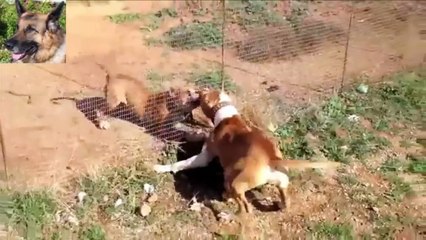 Wild dogs with rabies vs domestic dog