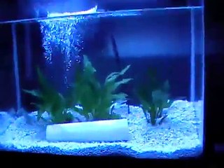 MARINE-GLO Marine Fluorescent Aquarium Bulb