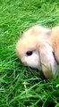 Cute dwarf rabbit ram~lapin nain belier