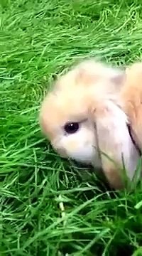 Cute dwarf rabbit ram~lapin nain belier