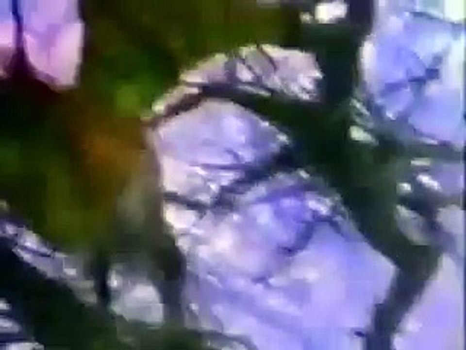 Canal de las Estrellas --Eugenia Cauduro--Promo Alebrijes