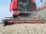 Massey Ferguson 34 - harvesting wheat - Netherlands 2007 (3)