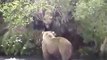 Mom Bear Discovers Cubs Are Being Followed