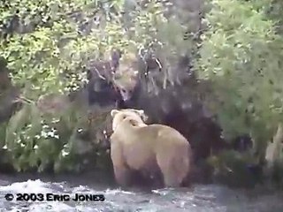 Mom Bear Discovers Cubs Are Being Followed