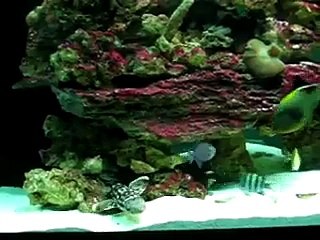 Sharks in my aquarium