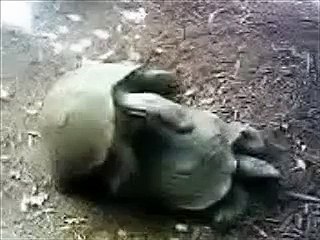 Two Turtles Humping at the Toledo Zoo