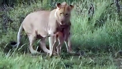 Lion Saving and Playing with Baby Deer