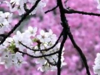 Blessed Be The Name Of The Lord