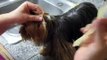 Taping a Yorkshire Terrier's Ears up