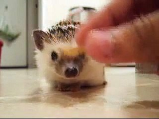 Snowdrop the Cutest Hedgehog Eating