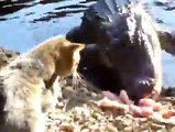 Cute Cat Teasing Crocodile Funny