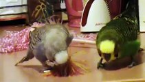 Budgies Playtime - Muhabbet Kuşları Oyun Zamanı
