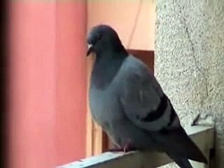 ANNE VE 2 YAVRU KUŞ BELGESELİ