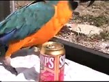 My talking Cape Coral Bird opens Beer Cans smokes ellen show