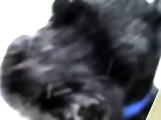 Giant Schnauzer Stella playing in the Snow