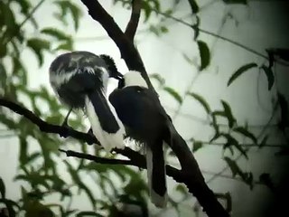 Bird watching tours in Ecuador white tailed Jay