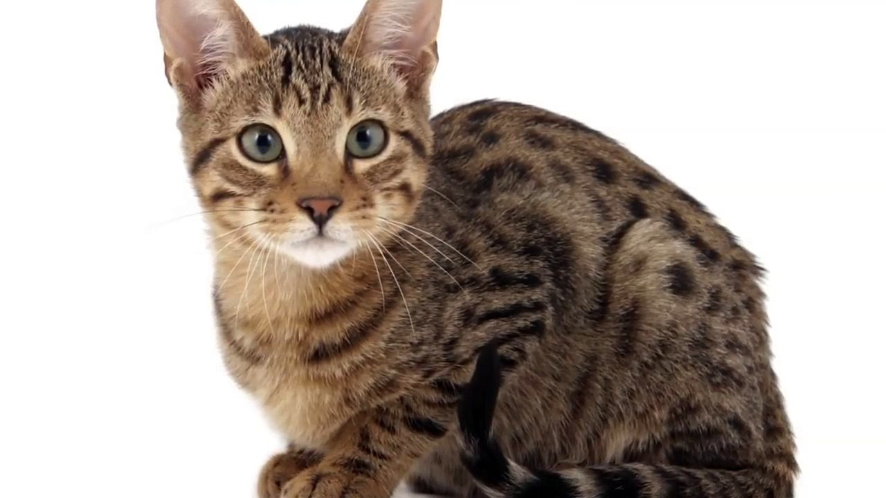Chinese Shocker! Cat Gives Birth To Dog