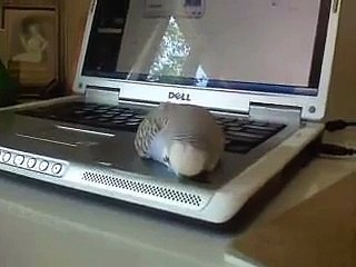 Dieter the Budgie 24