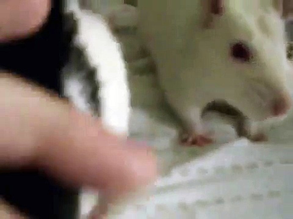 Playing With My Rats! :)