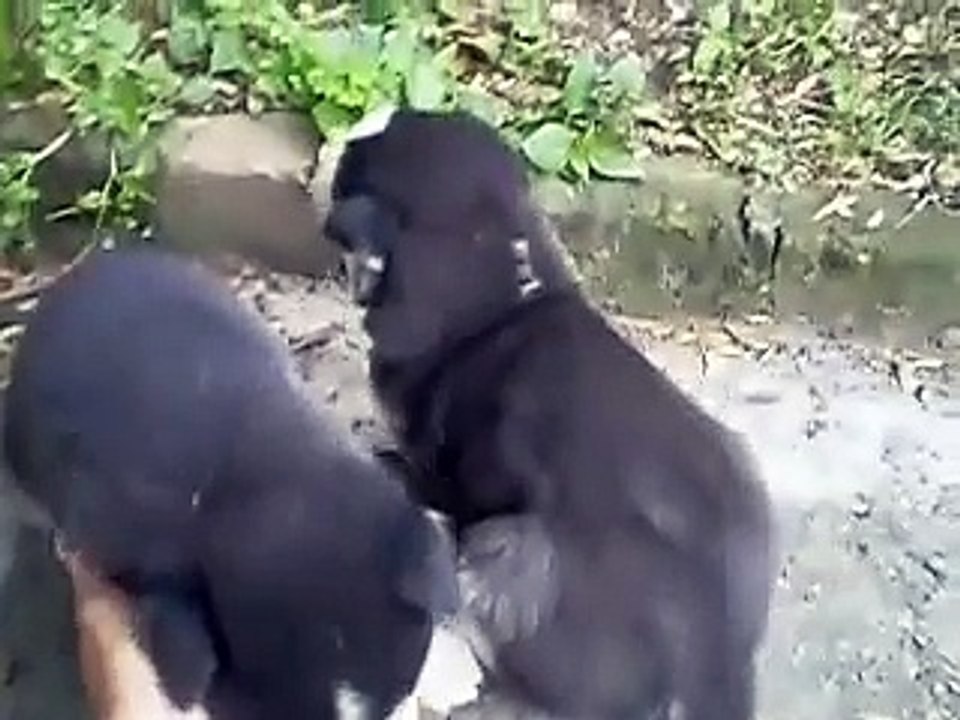 Cachorros Huskies