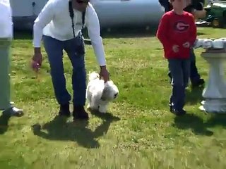 Goat Herding Shih Tzu